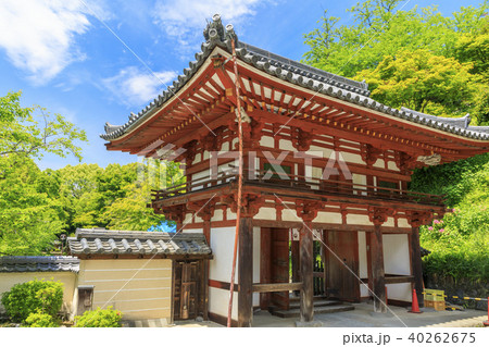 岡寺　水面に浮かぶ天竺牡丹 40262675