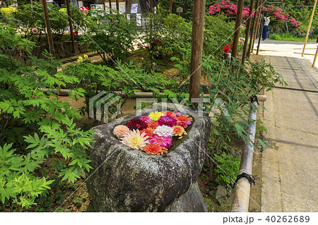 岡寺 水面に浮かぶ天竺牡丹 岡寺 水面に浮かぶ天竺牡丹 40262689