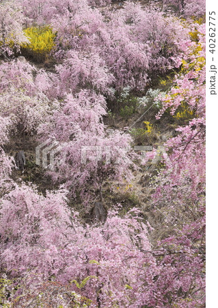 高見の郷　しだれ桜 40262775