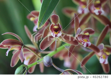 キンリョウヘン 40262780