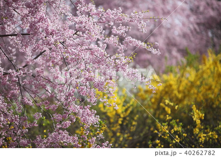 高見の郷　しだれ桜 40262782