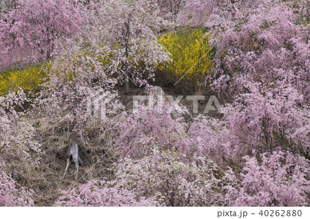 高見の郷　しだれ桜 40262880