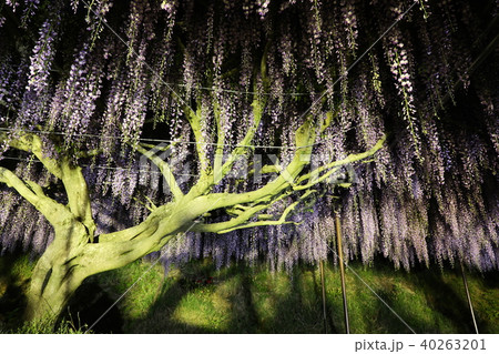 百毫寺藤棚ライトアップ 40263201