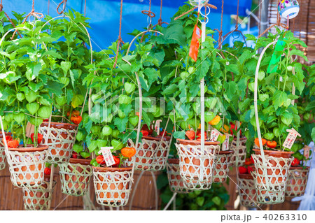 浅草ホオズキ市 浅草ホオズキ市 40263310