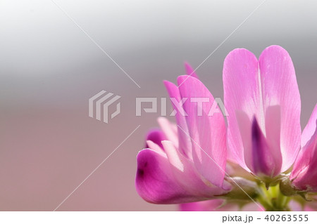 蓮華草 蓮華草 40263555