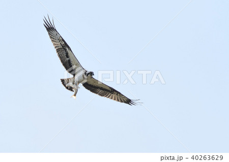 魚を捕まえたミサゴ 40263629
