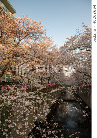 中目黒の桜・目黒川（東京都） 40263694