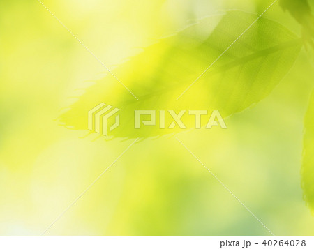 新緑（クヌギ） 40264028