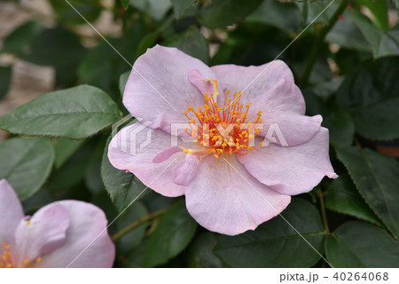 バラ（ライラック・チャーム） 40264068