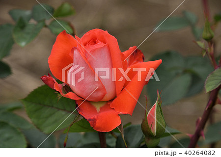 バラ（ローラ） 40264082