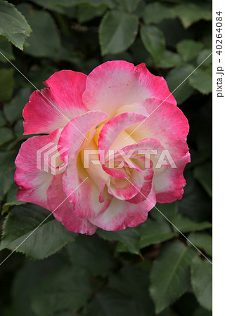 バラ（ダブル・デライト） 40264084