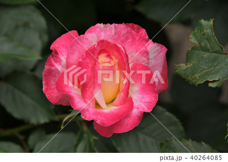 バラ（ダブル・デライト） 40264085