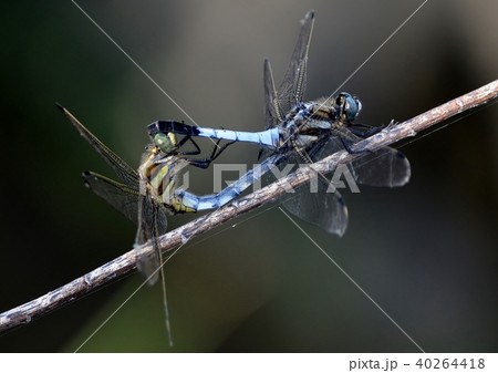 シオカラトンボの交尾 40264418