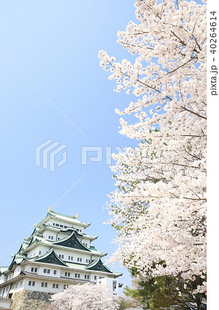 名古屋城と桜 40264614