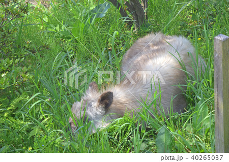 ニホンカモシカ ニホンカモシカ 40265037