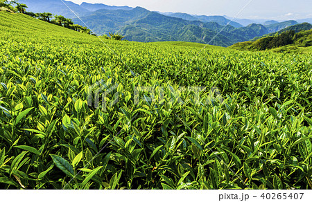 tea plantation in the mountaintop tea plantation in the mountaintop 40265407