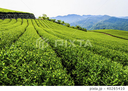 tea plantation in the mountaintop 40265410