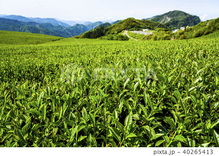tea plantation in the mountaintop 40265413