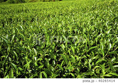 tea plantation in the mountaintop 40265414