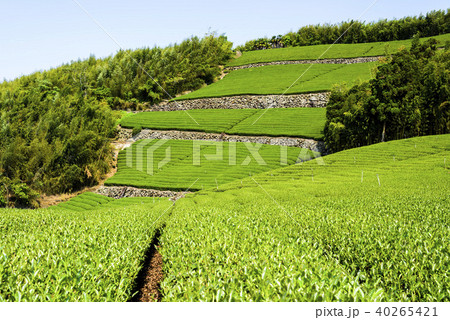 tea plantation in the mountaintop tea plantation in the mountaintop 40265421