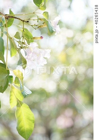 タイの桜、モモイロノウゼン、キダチベニウゼン、ピンクテコマ、チョンプー・パンティップ 40265438