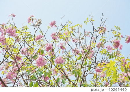 タイの桜、モモイロノウゼン、キダチベニウゼン、ピンクテコマ、チョンプー・パンティップ 40265440