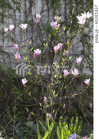 Beautiful magnolia flower. 40265837