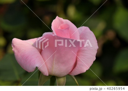 バラ（ブライダル・ピンク） 40265954