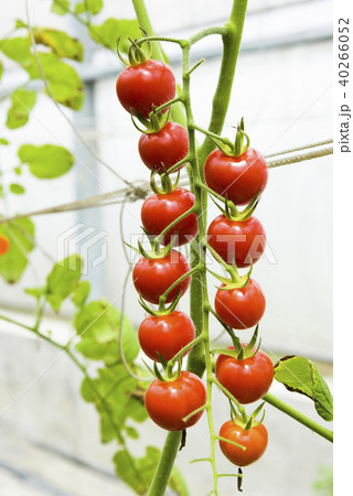 cherry tomatoes hanging on trees in organic farm cherry tomatoes hanging on trees in organic farm 40266052