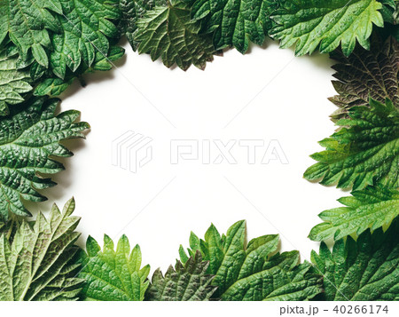 Frame of nettle leaves, copy space Frame of nettle leaves, copy space 40266174