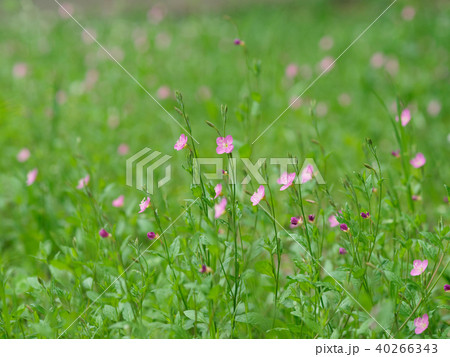 群生する赤花夕化粧 40266343