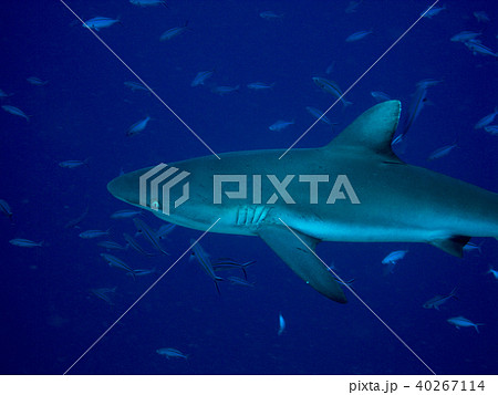 オグロメジロザメ Gray Reef Shark パラオ ブルーコーナーでの写真素材