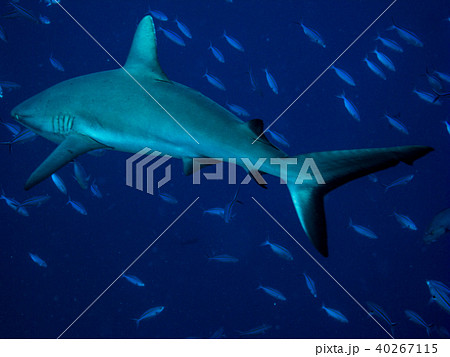 オグロメジロザメ Gray Reef Shark パラオ ブルーコーナーでの写真素材