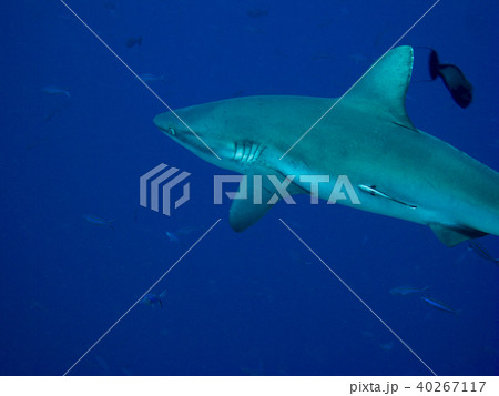 オグロメジロザメ Gray Reef Shark パラオ ブルーコーナーでの写真素材