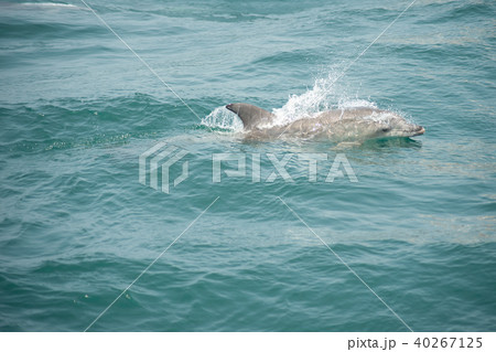 イルカウォッチング 40267125