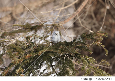 シマエナガ 40267241