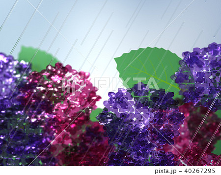 CG　イラスト　梅雨　紫陽花　雨 40267295