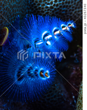 石サンゴに彩りを添えるイバラカンザシ(パラオ) 石サンゴに彩りを添えるイバラカンザシ(パラオ) 40267340