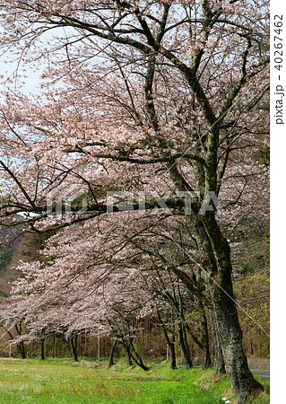 道志の桜６ 40267462