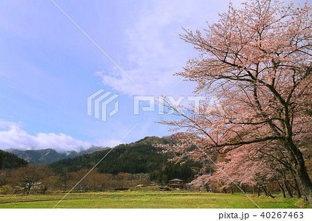 道志の桜７ 40267463