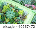 ガーデニング（多肉植物） 40267472
