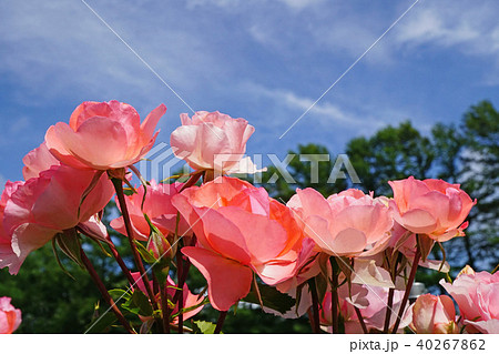 蛍光色のような美しいサーモンピンクのバラの写真素材