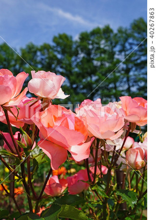 蛍光色のような美しいサーモンピンクのバラ 40267863