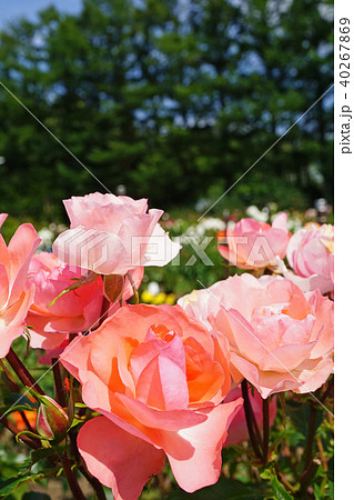 蛍光色のような美しいサーモンピンクのバラの写真素材