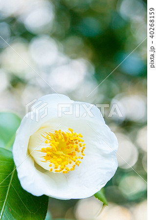 ツバキ・加茂本阿弥 ツバキ・加茂本阿弥 40268159