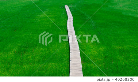 Rice farm green paddy and wooden bridge Rice farm green paddy and wooden bridge 40268200