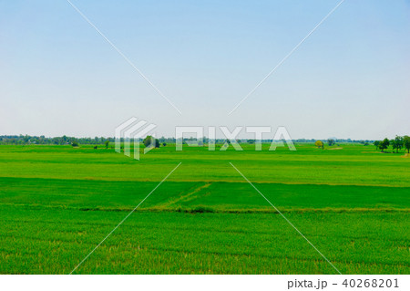 Rice farm green paddy and wooden bridge Rice farm green paddy and wooden bridge 40268201