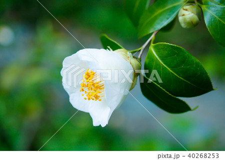 ツバキ・加茂本阿弥 ツバキ・加茂本阿弥 40268253