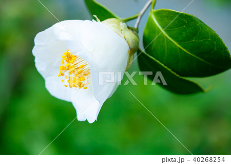 ツバキ・加茂本阿弥 40268254