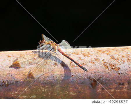 ミヤマアカネ ミヤマアカネ 40268377